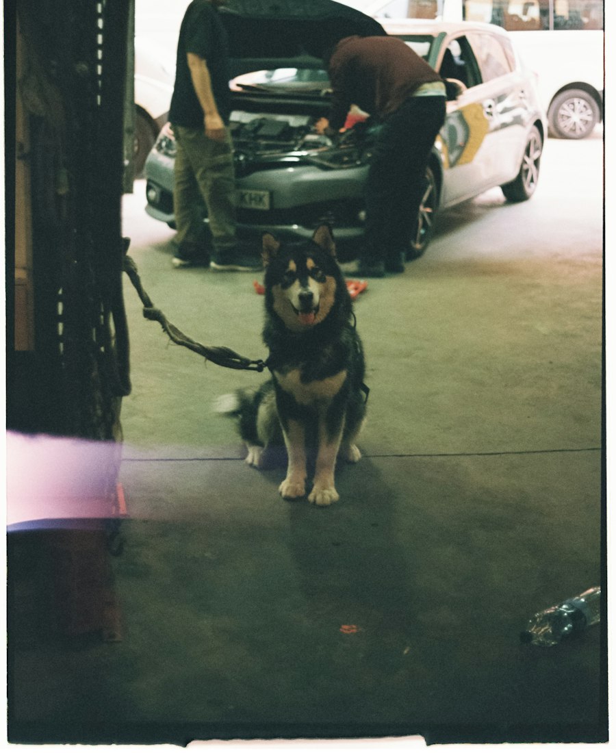 Cachorro sentado na oficina, com mecânicos trabalhando ao fundo